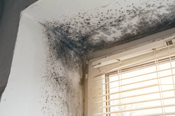 Affordable Attic Mold Remediation solutions in Sumerduck, VA